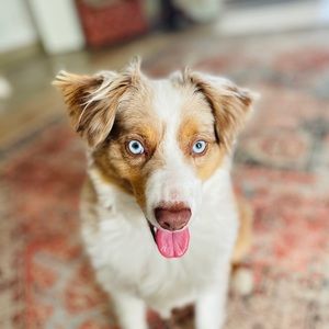 Meet your Posher, Hunter